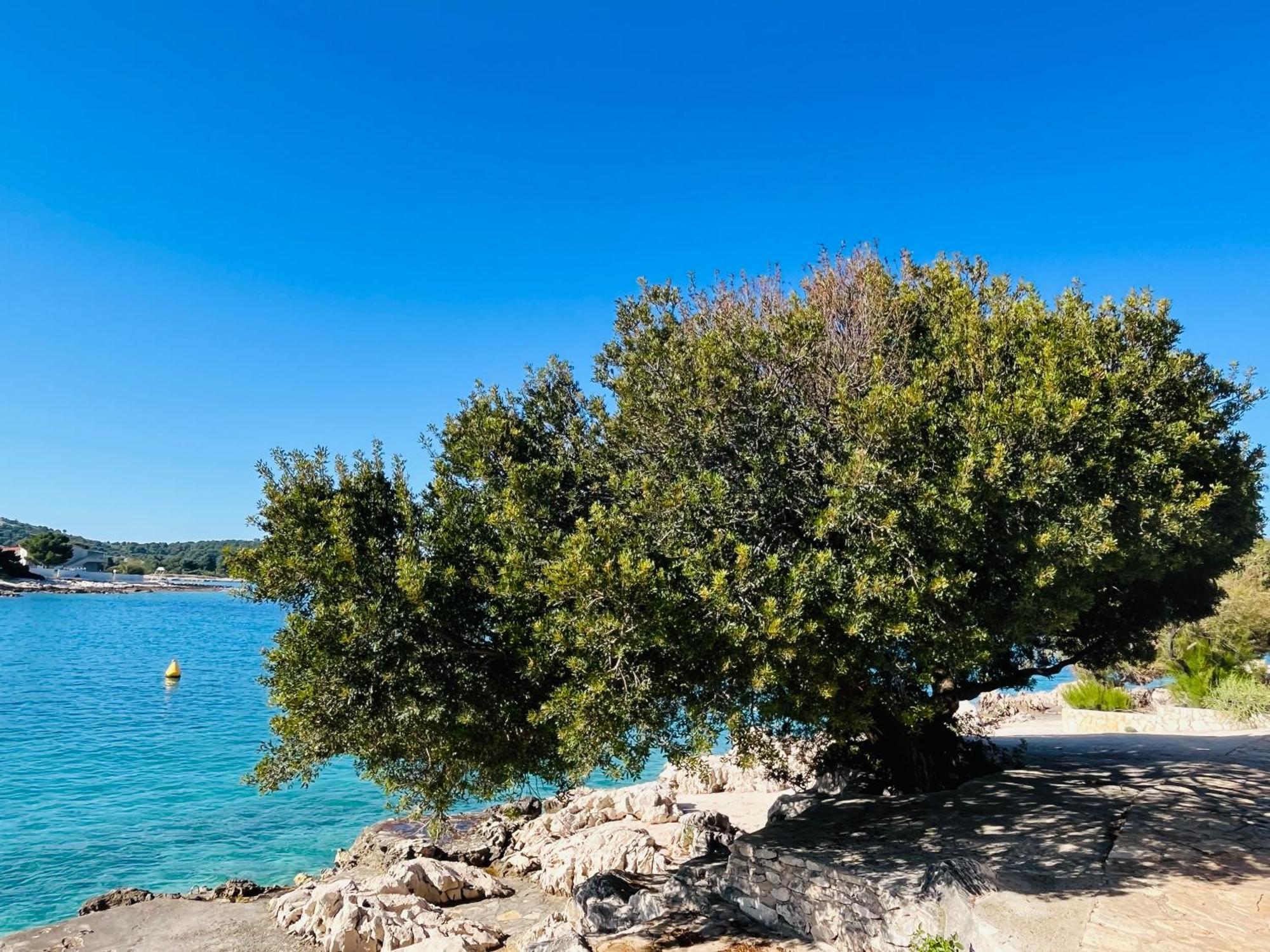 Apartmani Mate Rogoznica  Bagian luar foto